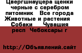 Цвергшнауцера щенки черные с серебром питомник - Все города Животные и растения » Собаки   . Чувашия респ.,Чебоксары г.